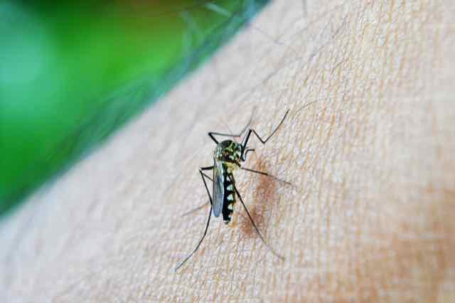 Zika pode acabar nos próximos 3 anos; entenda como