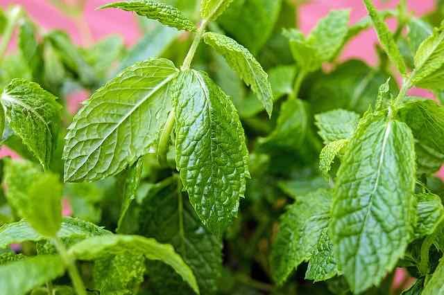 Por que a erva Kratom pode ser proibida nos EUA?
