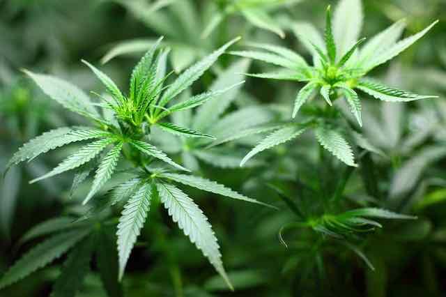 Cannabis: os bons e maus efeitos da maconha