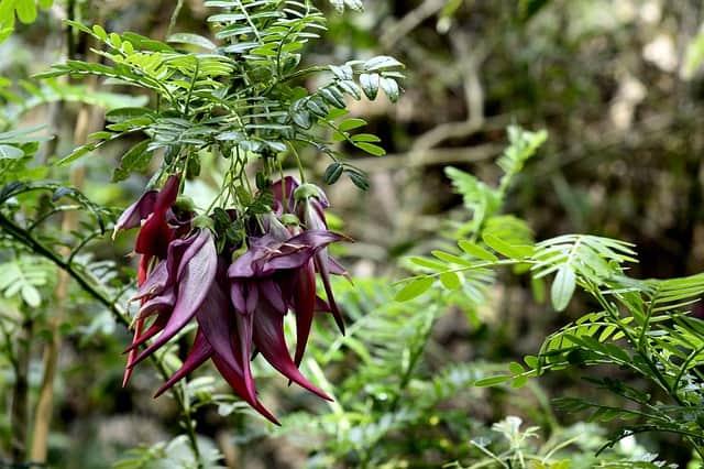 Estudo descobre plantas que ajudam na memória e na redução da ansiedade