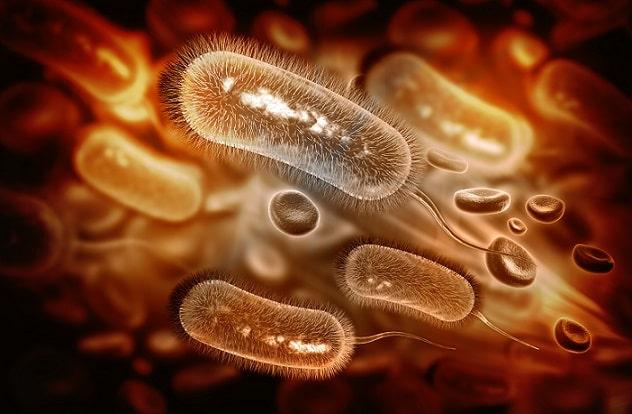 bactéria H. pylori