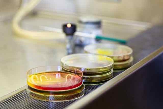 Novo antibiótico pode decretar o fim das superbactérias resistentes