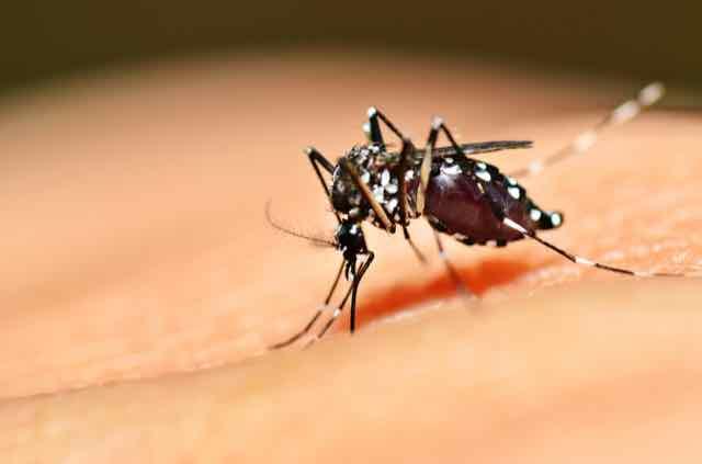 5 conteúdos sobre o Zika que você precisa ler!