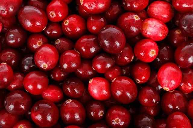 Mais evidências sobre efeito do cranberry na prevenção da infecção urinária