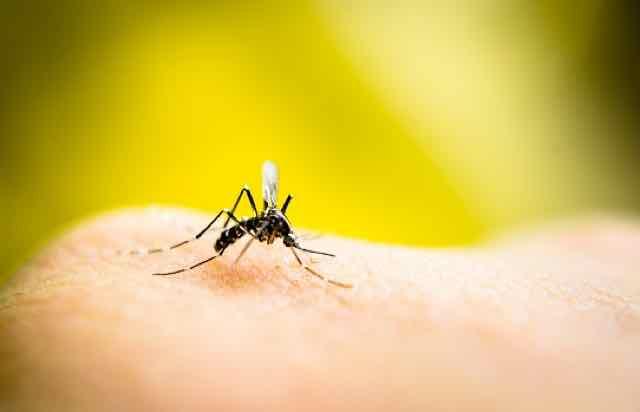 mosquito picando homem