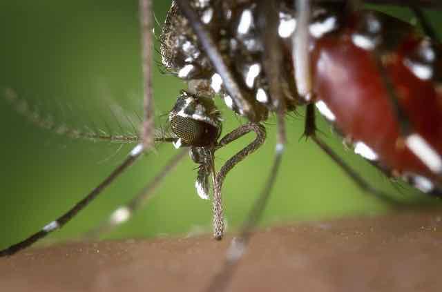zika