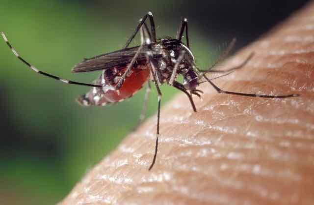 mosquito picando pele humana