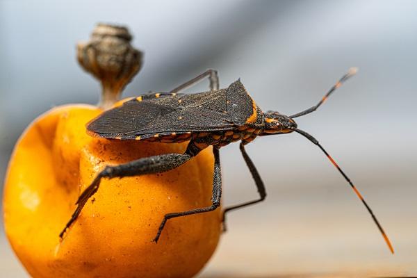 benznidazol para doença de chagas