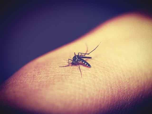 1º caso de transmissão sexual de Zika de mulher para homem é registrado