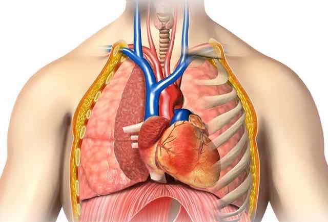 anatomia do torax mostrando os orgaos