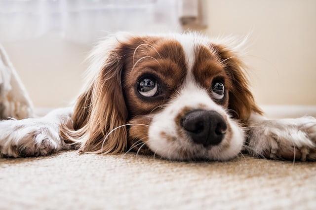 cachorro esperando dono chegar, que possui menor risco cardiovascular