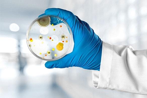 medico segurando cepas de Pseudomonas aeruginosa