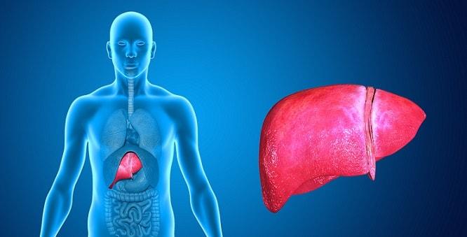 ilustração de figado com hepatite e