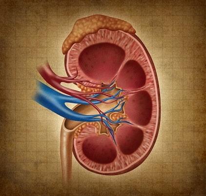 Representação gráfica de um rim, órgão acometido pela doença renal crônica que pode fazer com que pacientes se utilizem de Hemodiálise e possam ter problemas de desnutrição.