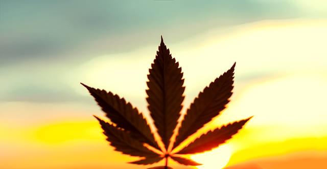 folha da cannabis