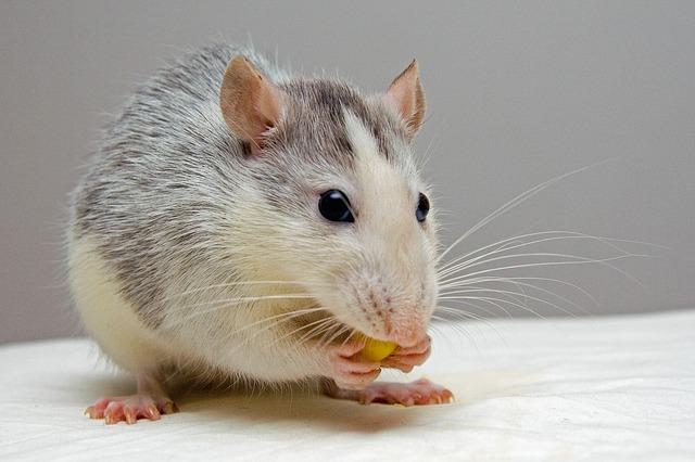 rato de estimação comendo frutinha, contaminado com leptospirose
