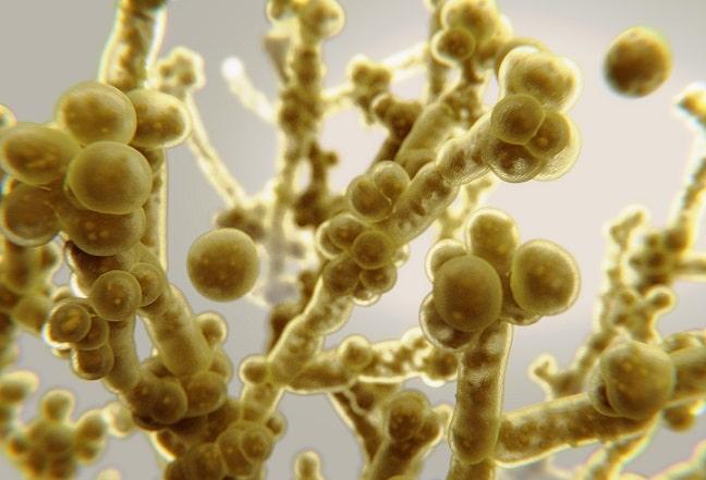 imagem digital de candida auris