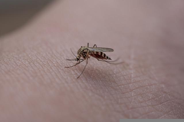 Malária na gestação: quais são as particularidades?