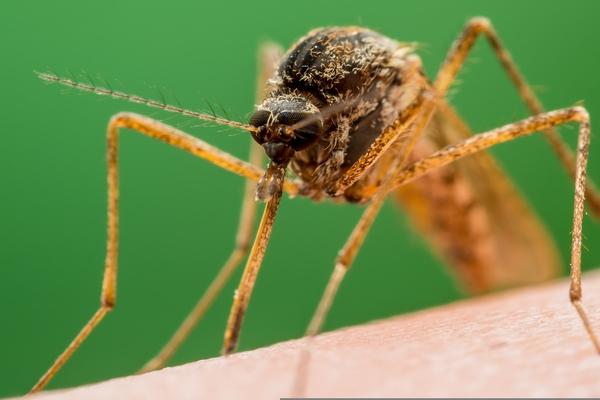 Caso de leishmaniose humana em São Paulo gera alerta