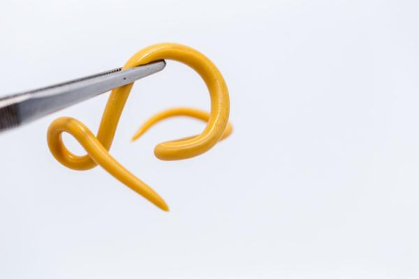 Ascaridíase (lombriga): o que é, sintomas e tratamento