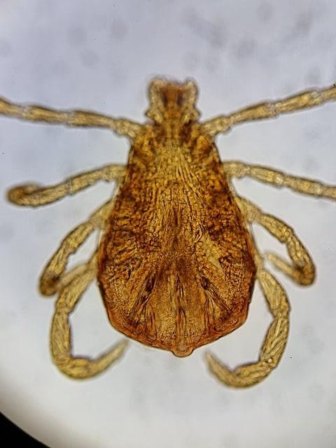 Mortes por febre maculosa em Campinas-SP acende alerta de profissionais de saúde