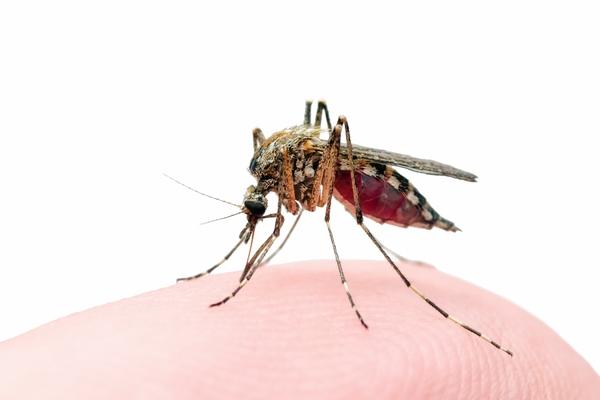 Primeiro caso de infecção concomitante de leishmaniose visceral e cutânea no Brasil