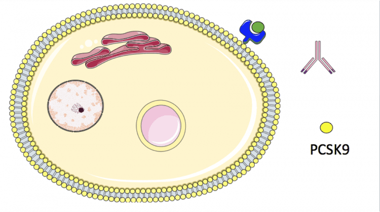 Como otimizar o custo x benefício dos inibidores da PCSK9?