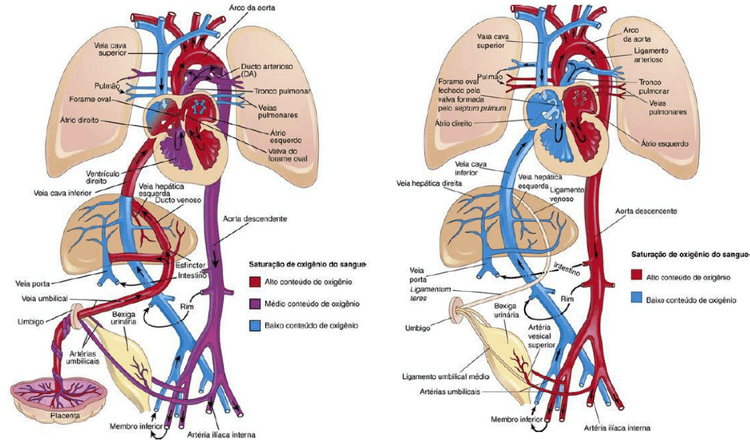 Como é a circulação fetal?