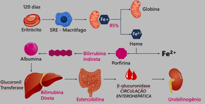 O metabolismo da bilirrubina
