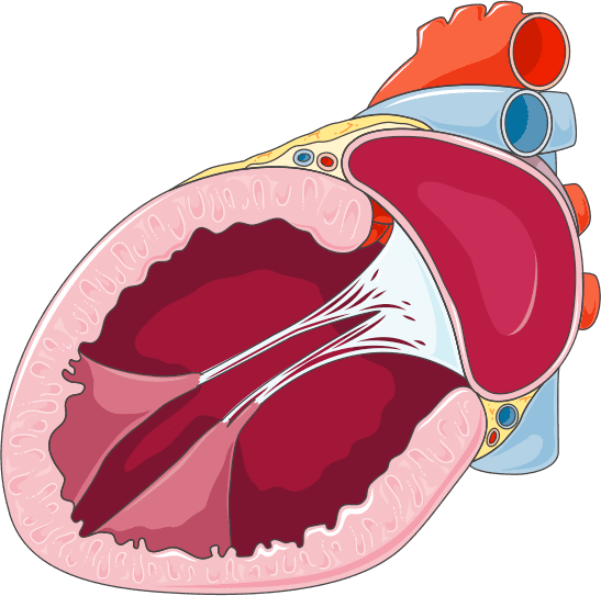 Quais os tipos de cardiotoxicidade por quimioterápicos?