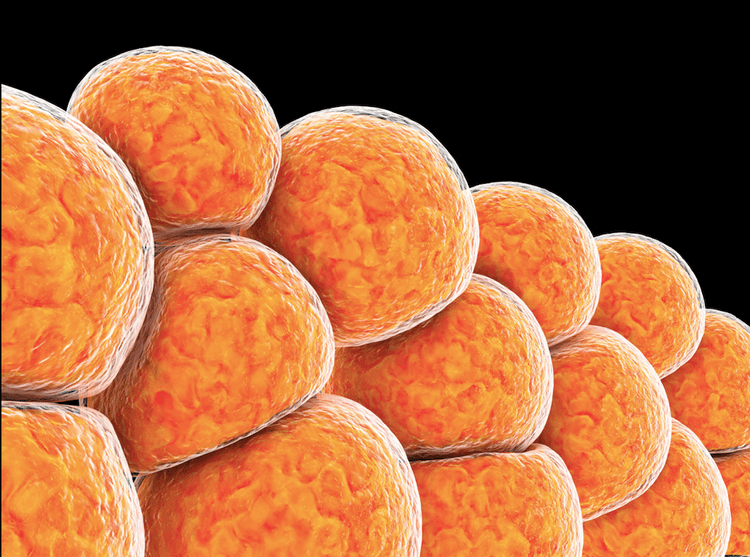 Tecido adiposo marrom vs branco: o que precisamos saber?
