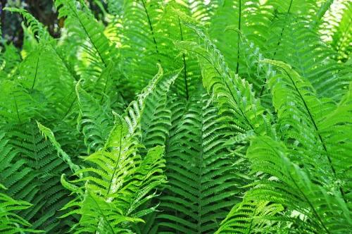 Em Quais Situações O Polypodium Leucotomos Pode Ser Útil Na Dermatologia?
