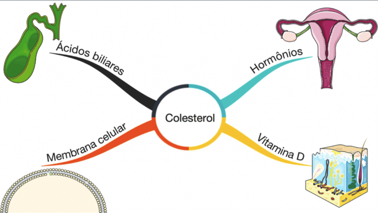 Colesterol LDL: quanto menor, melhor?