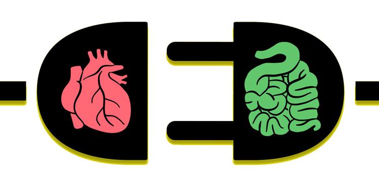 Já ouviu falar em Microbiota Intestinal e Aterosclerose?
