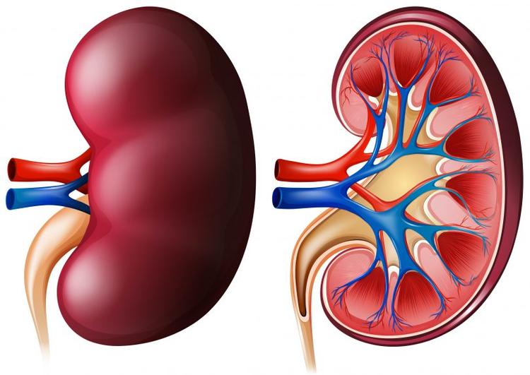 Dapagliflozina aprovada pelo FDA para uso em pacientes renais crônicos