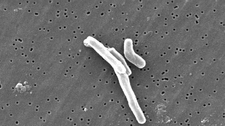 Tuberculose multirresistente: veja detalhes da atualização no tratamento