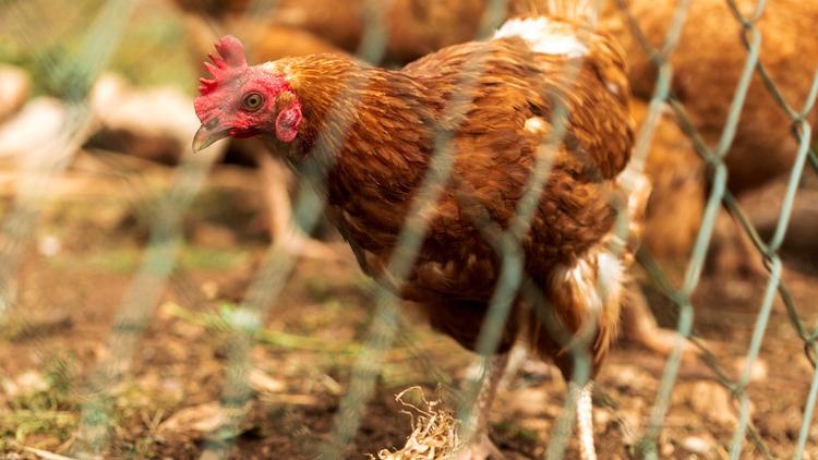 Focos recentes de gripe aviária no Brasil