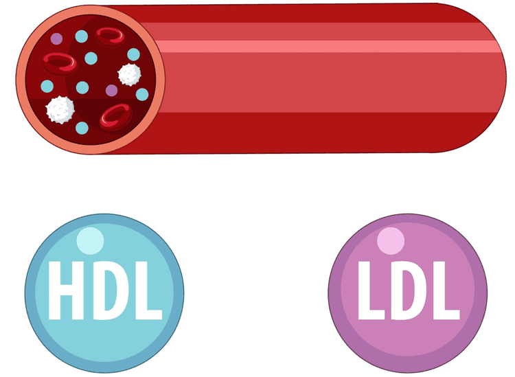 A combinação de Ácido Bempedoico e Fenofibrato pode levar a redução importante do HDL.