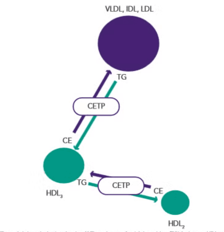 Obicetrapibe: Um Novo Mecanismo na Redução do LDL para Pacientes de Alto Risco Cardiovascular