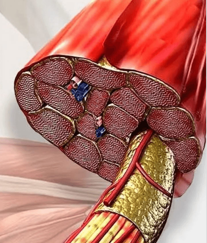 Tirzepatida na redução de gordura intramuscular