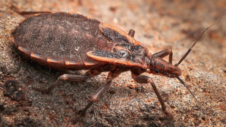 Relatório alerta para prevalência de doença de chagas nos EUA