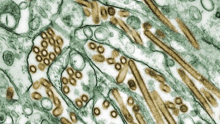 Reemergência do vírus H5N1 no Camboja