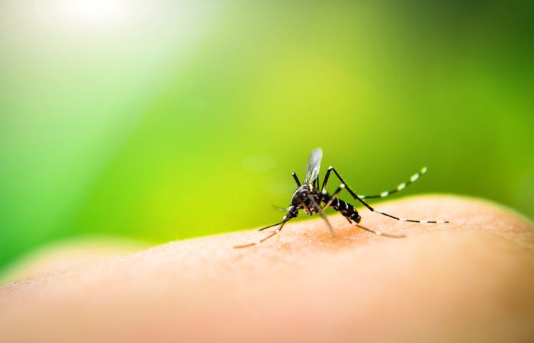 Dengue e síndrome de Guillain-Barré: o que o médico precisa saber sobre isso