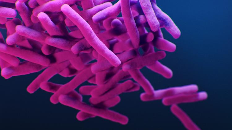 Tuberculose multirresistente: tratamento com BPaL e BPaL-FQ mostra alta eficácia