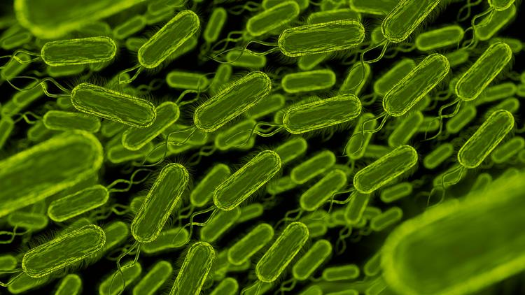 H. pylori: Novidades do 5° Consenso Brasileiro